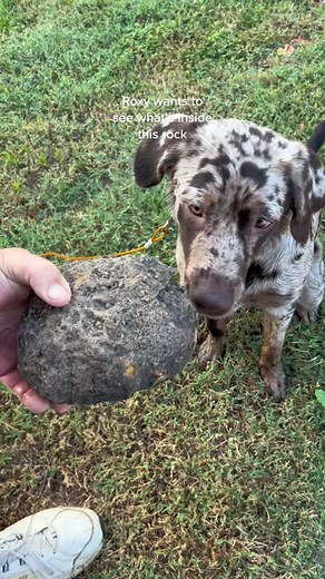 Roxy wants to see what’s inside this rock. Geode? #geodereveal #crackinggeodes #geodecracker #geodetine #rocksplitter cracking open this rock to reveal geode inside #geode #rocks how to crack open a geode #crystals what’s inside this geode #rocktok