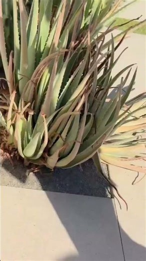 I got a new tub, wanna see? 😉 #trendingshorts #shortsviral #shortsfeed