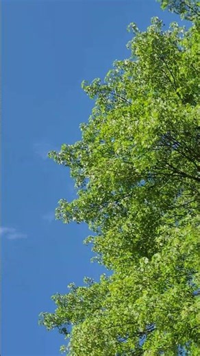 imm. broad-wing #hawk #ohio #shorts