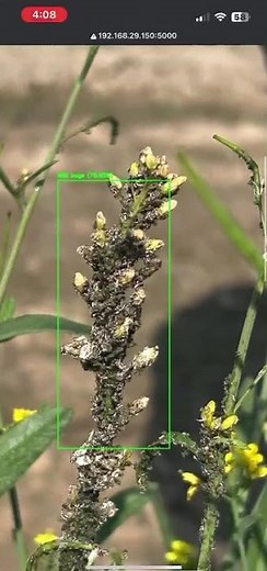 AI Plant Disease Detection System | Machine Learning Project Demo