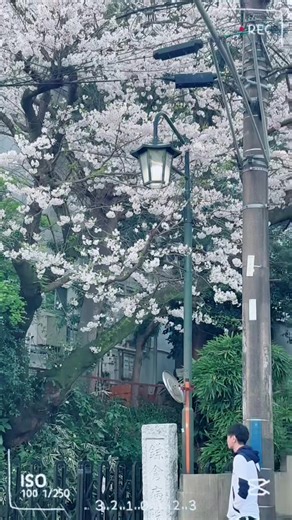Exploring Kamakura, Japan: Temples and Beaches