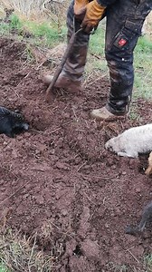 Tweed Valley Rat Pack on Reels