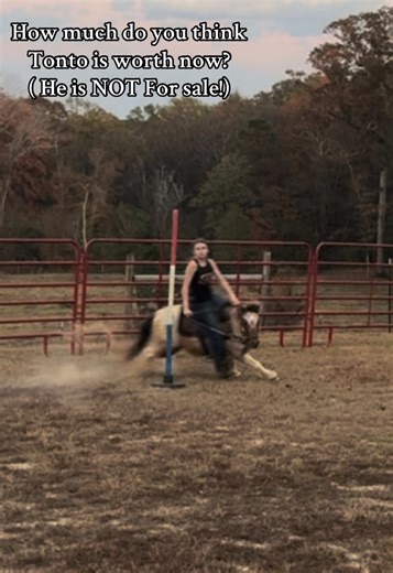 Understanding the Worth of Tonto the Shetland Pony