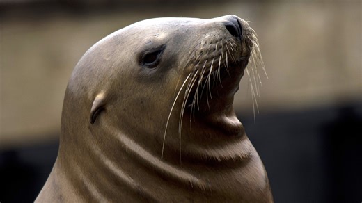 What's behind the recent rise in sea lion attacks?