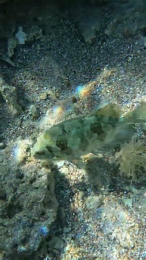Nature’s Armor 🌊🐟💫 Dusky Spinefoot Reveals Its Hidden Spines