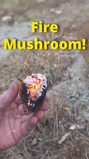 Tinder Fungus (Fomes fomentarius) is a useful mushroom for transporting fire and creating a leather like material | Son of a Bear Herbs