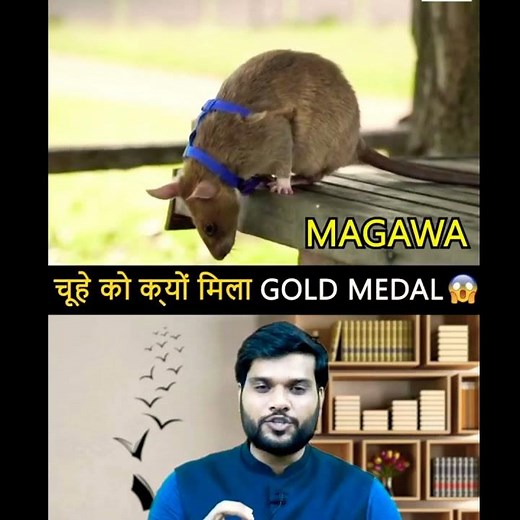 चूहे🐀को दिया गया GOLD MEDAL😱😱 || A2 Motivation {Short} || #ShortbyA2motivation