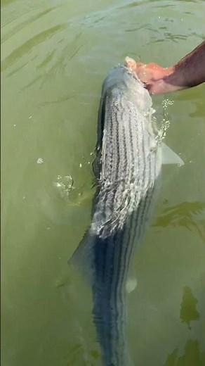 Stop Tossing Your Fish! The Proper Way to Release Striped Bass