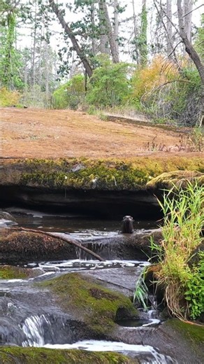Wild Otters & River Sounds 🦦💧 | Vancouver Island Nature #naturesounds #nature #naturewalk