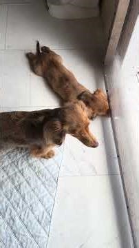 Big Island’s Little Weiners Brave Babies and Power Tools 7/22/25 #puppy #bigisland #dachshund #smile