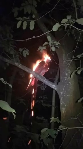 NATIVE AMERICANS | PHOENIX IS NOT JUST A MYTH? Ancient records and shocking claims of modern appearance Phoenix is recorded in Ancient Greek and Egyptian... | Instagram