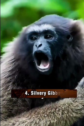 7 Weird Monkey & Primate Sounds You Won't Believe Are Real! 🐒🔊