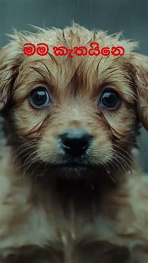 මම කැතයිනෙ