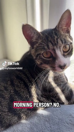 Its a no for me😂😂😂 #fyp #tabbycatsoftiktok #xybca #catsoftiktok #tabbycat