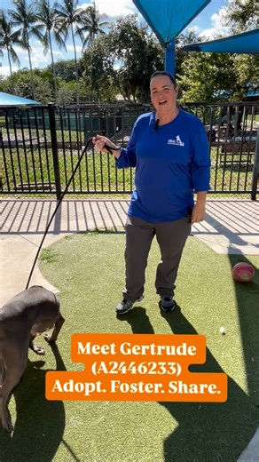 🐾 Meet Gertrude (A2446233)! This 6-year-old, 60-pound spayed American Staffordshire Terrier is full of energy, totally toy-motivated, and the perfect fit for a strong, active family that can keep up with her happy, playful spirit. She’s been at the shelter since September 14, waiting for someone to discover her sparkle. ✨ Adopt her during Empty the Shelters and her adoption fee is waived — you only pay the $25 Broward pet registration fee! Start your journey at PetAdoptions.Broward.org and come