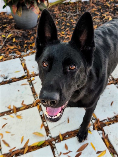 Testing the Pure Bloodline of a German Shepherd