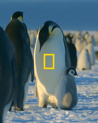 6.9K views · 130 reactions | National Geographic Animals on Reels | Facebook