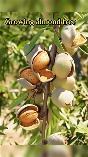 Growing Almond Tree #garden #shorts