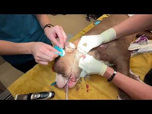 Bullet removal surgery - Stray Rescue of St.Louis