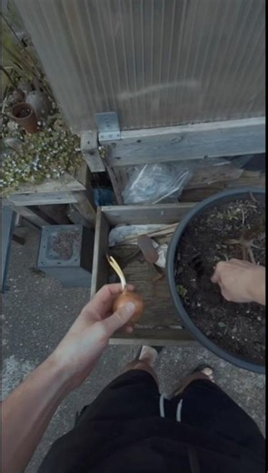 how to grow onions from onions without seeds 🧅 🌱