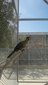 4.1K views · 122 reactions | Our white-cheeked turaco inside our gigantic enclosure!  | Melios | Facebook