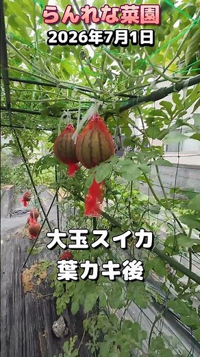家庭菜園2026年7月1日 【スイカ】【空中栽培】管理方法 #家庭菜園 #スイカ #空中栽培