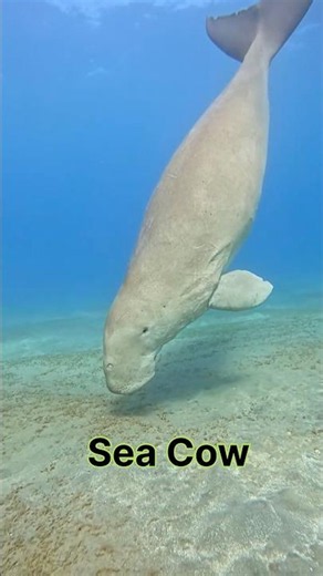 📍FACT 43 : “ DUGONG THE REAL SEA COW 🌊😍”| # #amarraghu #facts #shortsfeed #dugong #sea