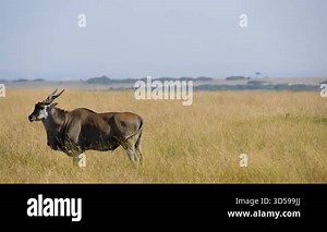 A beautiful majestic common eland antelope stands in profile among the tall, golden grasses of the vast savanna in Maasai Mara National Reserve Kenya on a sunny day.