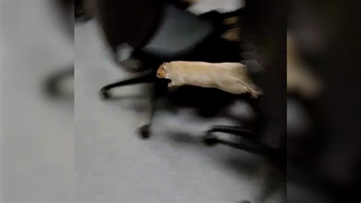 A wild squirrel entered and appeared to ricochet off the walls of a police station in Minneapolis. Thankfully, it eventually bolted toward the door. | Akron Beacon Journal