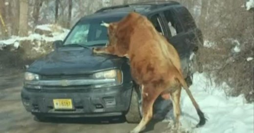 Out-of-control bull attacks owner in New Jersey