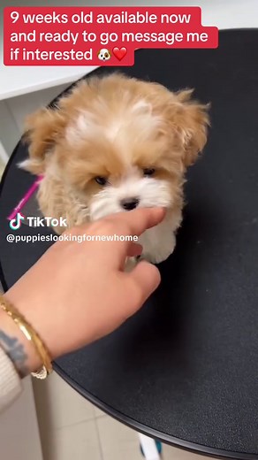 Maltipoo & Teacups puppies on TikTok