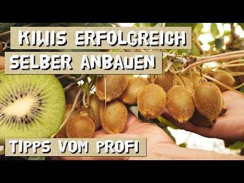 Growing your own kiwis - many tips from a gardener