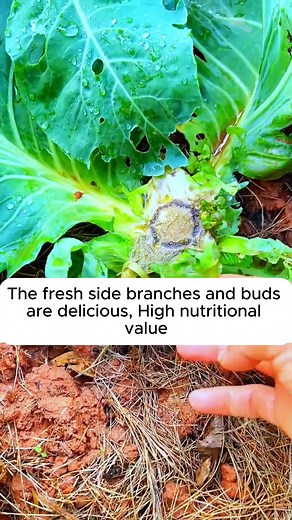 Tips for growing high yielding cauliflower #gardenphotography #gardenlovers #gardenerslife #gardenart #gardenbeauty | Heaven Gardening