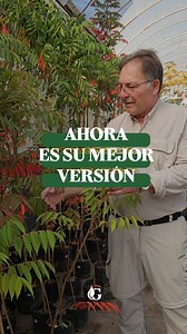 ¿Cuál te gustó más? Caracteristicas de cada uno:👇 🍂Rhus sucedanea (Conocido como árbol de cera): es de follaje caduco y sus hojas varian del verde/amarillo/anaranjado/rojizo en otoño. El lugar ideal es a pleno sol o semi sombra. Alcanza una altura máxima entre 6 y 8m. 🍁Liquidambar: es de porte mucho más grande que el anterior (hasta 40 m aprox de altura) y follaje caduco. Soporta heladas fuertes y la ubicación ideal es a pleno sol o semi sombra. #guillermogrimoldi #maestrogrimoldi #guillermog