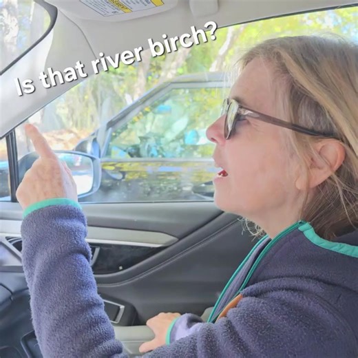 Whenever I seen a native tree in a parking lot that isn’t a crepe myrtle, I take notice. I hope it means the cliched Southern landscaping obsession of using crepe myrtles everywhere is going away. They are non-native and pretty ecologically useless. I don’t see pollinators on the flowers and I’m not aware of any native moth or butterfly species using crepe myrtles as a host plant. I’m a bit of a minimalist and haven’t been to a Target 🎯 in over five years but today I tagged along with my daught