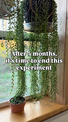Challenges in Houseplant Propagation Techniques