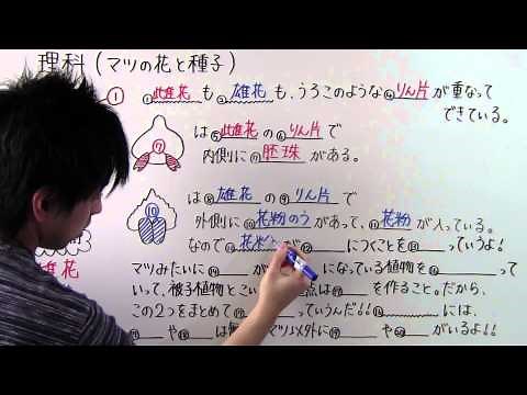 【理科】中1-5 マツの花と種子