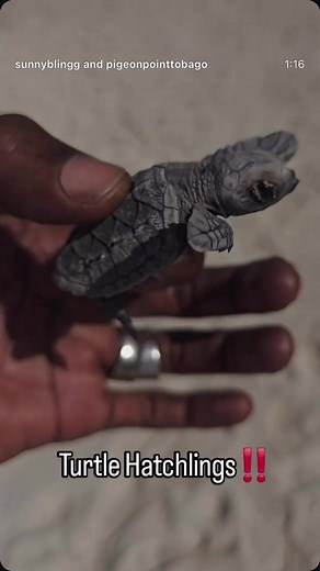 Hawksbill Turtle hatching yesterday at Pigeon Point Beach with @Sunny Bling 🐢💚