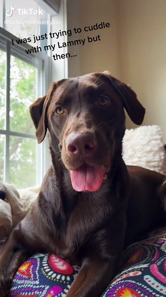 When mom works from home…#ScreamItOut #becauseofyou #chocolatelab #puppy #ChewyChattyPets #labradorretriever #labpuppiesoftiktok #dogsofttiktok