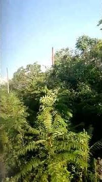 Premetro: Parque de la Ciudad y Parada Illia (P 2-1-2026) #premetro #train #subte #rail #travel