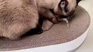 Flying Bird Cat Toy with Catnip, Rechargeable Flapping Bird Sparrow, Upgrade Flappy Bird Cat Toy Interactive Flying Bird Cat Toys for Indoor Cats, Chirping Bird Cat Toy Flapping Wings Simulated