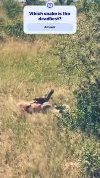 How pythons attack & wrap #python #pythons #snake #snakevideo #snakeshot