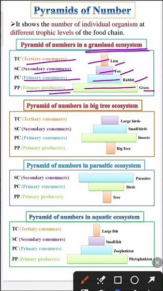Pyramid of Number | Ecology class 12