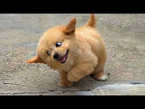 You Can’t Watch These Cute PUPPIES Just Once! 🤣 🤣 FUNNY PUPPY Videos of 2026