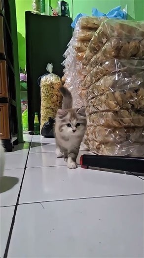 kucing fasion show ( CATWALK )