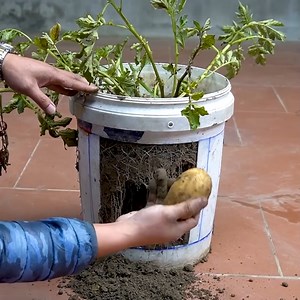 1.6M views · 33K reactions | Growing Potatoes in Plastic Containers 凜凜 | Great DIY Idea | Facebook