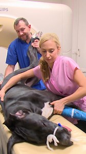 1.8M views · 42K reactions | Great Dane puppy's mystery paralysis! | Bondi Vet | Facebook