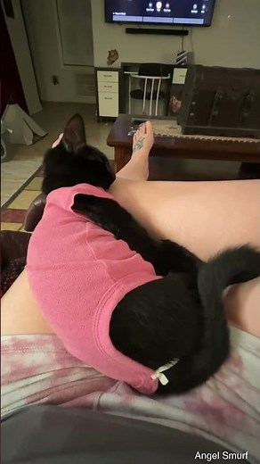 How To Make A Cat Recovery Surgery Suite For Less Than $10 #howto #cat