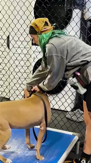 Why Is a Muzzle Routine Critical for Aggressive Dogs? Aggressive dogs need a safe, reliable muzzle routine. It keeps staff protected, reduces stress for the dog, and creates structure that helps them succeed in a boarding environment. Consistency = safety progress. Head to our YouTube channel and check out: “Can This Human Aggressive Dog Be Trained?” Parts 1 and 2 & “What You Don't See When Rehabilitating Human Aggressive Dogs”, to watch Barker’s ongoing training and transformation. #AggressiveD