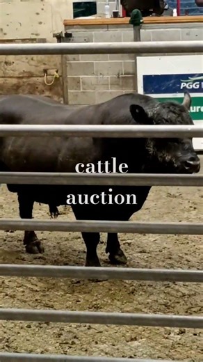 heavy weight bull for sale #auction #cattle #newzealand #farmlife #selling #animals